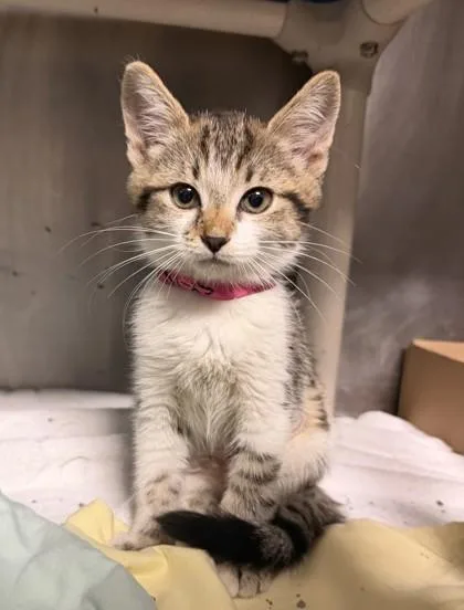 A baby medium-sized female White Domestic Short Hair cat named Skittles for adoption in Lafayette, IN