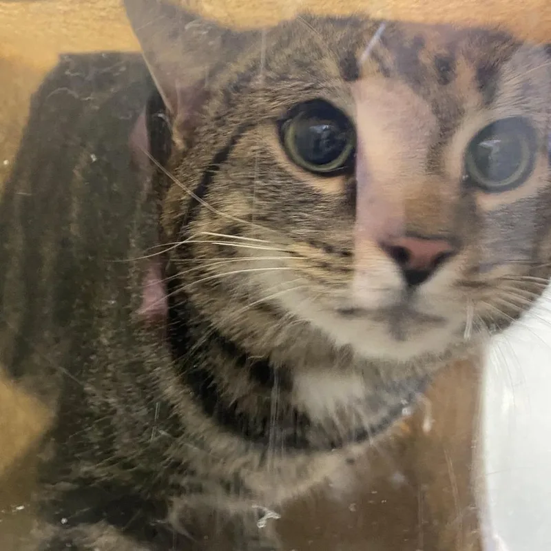 An adult large-sized male Brown / Chocolate Domestic Short Hair cat named Benjamin for adoption in Harrisonburg, VA