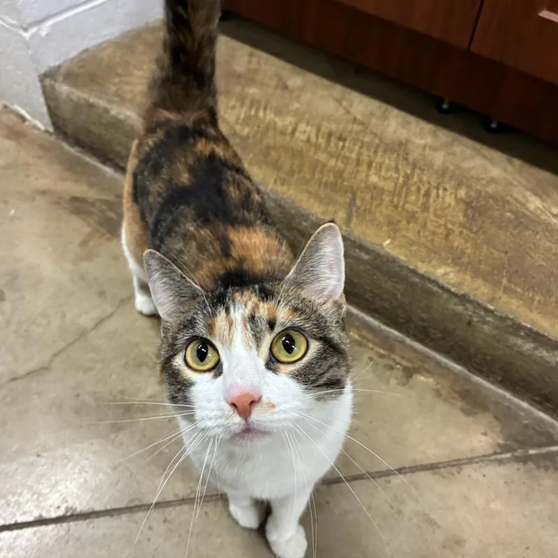 An adult medium-sized female Calico cat named Purrsilla for adoption in Joliet, IL