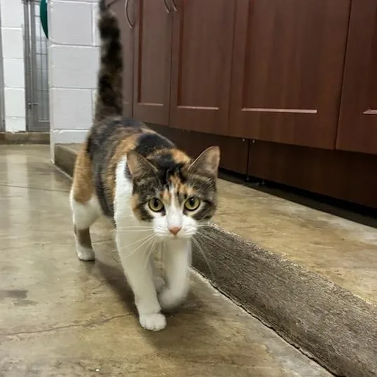 Purrsilla thumbnail 2