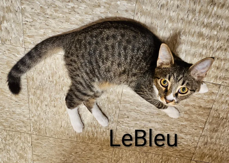 A young medium-sized male Tabby (Brown / Chocolate) Domestic Short Hair cat named Le Bleu North for adoption in Spring, TX
