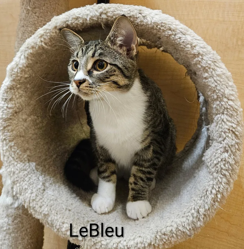 Le Bleu  North thumbnail 2