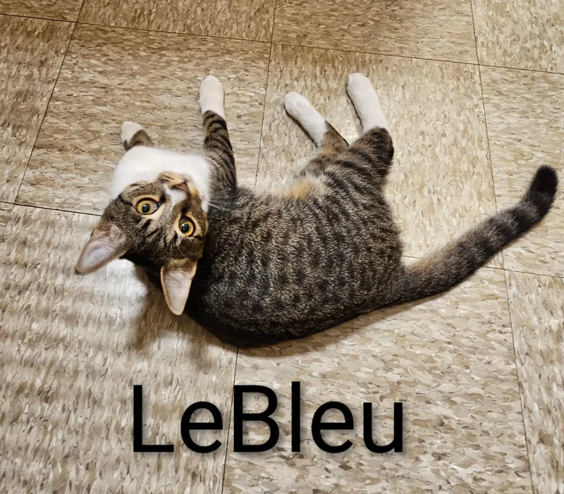 Le Bleu  North thumbnail 3