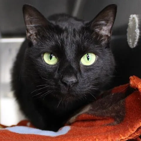 An adult small-sized female Black Domestic Short Hair cat named Athena for adoption in Hopkinton, MA