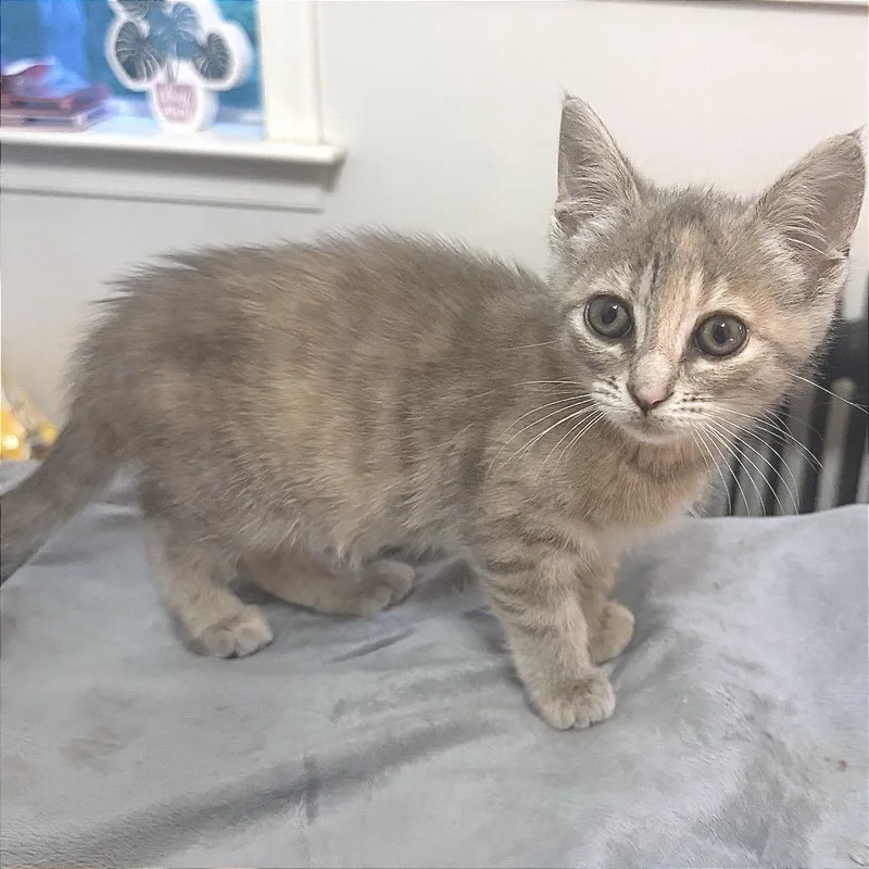 A baby small-sized female Torbie Domestic Short Hair cat named Tiny Tempeh for adoption in Fredericksburg, VA