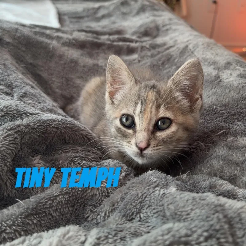 Tiny Tempeh thumbnail 4
