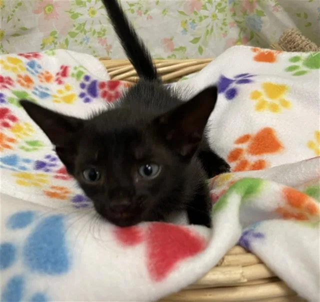 A baby small-sized female Domestic Short Hair cat named Yang for adoption in Rosenberg, TX