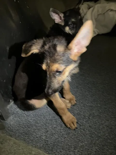 Bobo