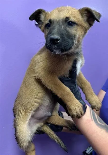 A baby small-sized male Brown / Chocolate Belgian Shepherd / Malinois dog named 60837311 for adoption in El Paso, TX