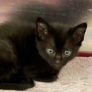 A young medium-sized male Black Domestic Short Hair cat named Peanut Brittle for adoption in Charleston, SC