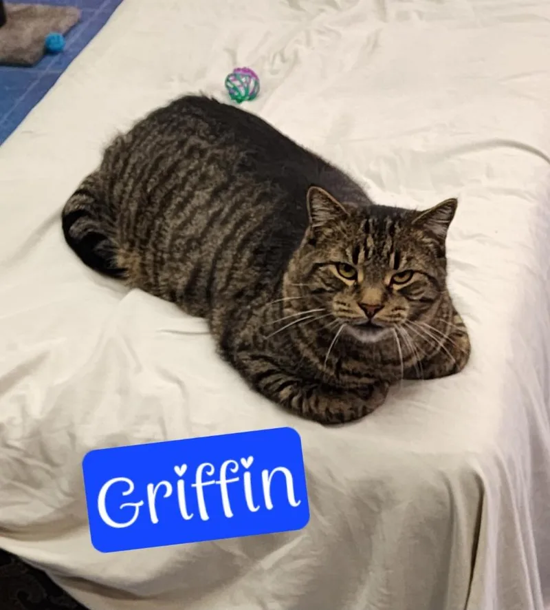 Griffin