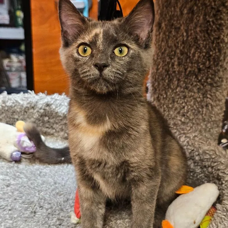 A baby small-sized female Domestic Short Hair cat named Bess for adoption in Fairfax, VA
