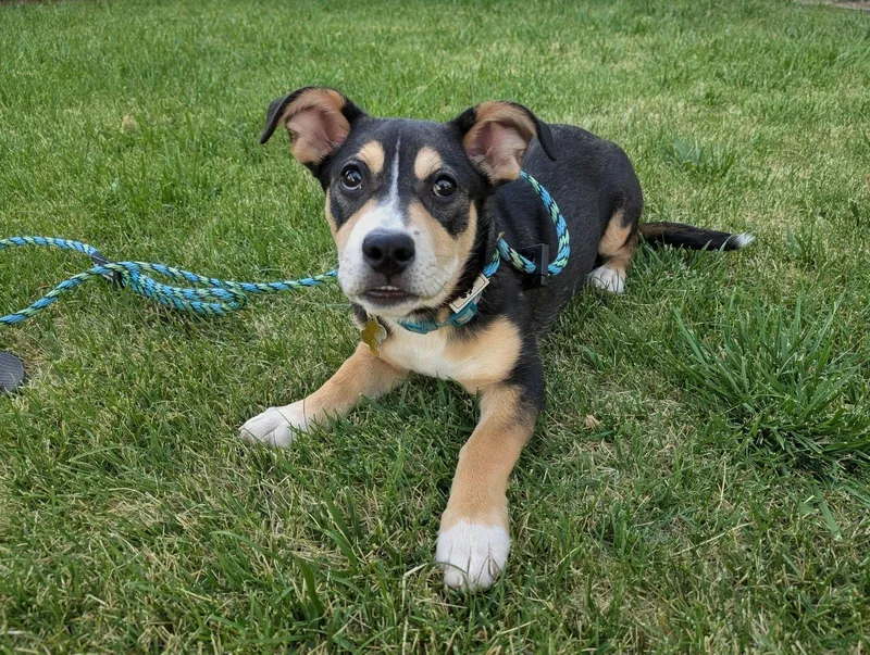 A young medium-sized female Pit Bull Terrier dog named Ciabatta for adoption in Salt Lake City, UT