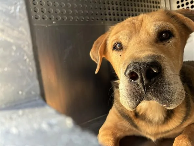 An adult large-sized male German Shepherd Dog dog named Kramer for adoption in Phoenix, AZ