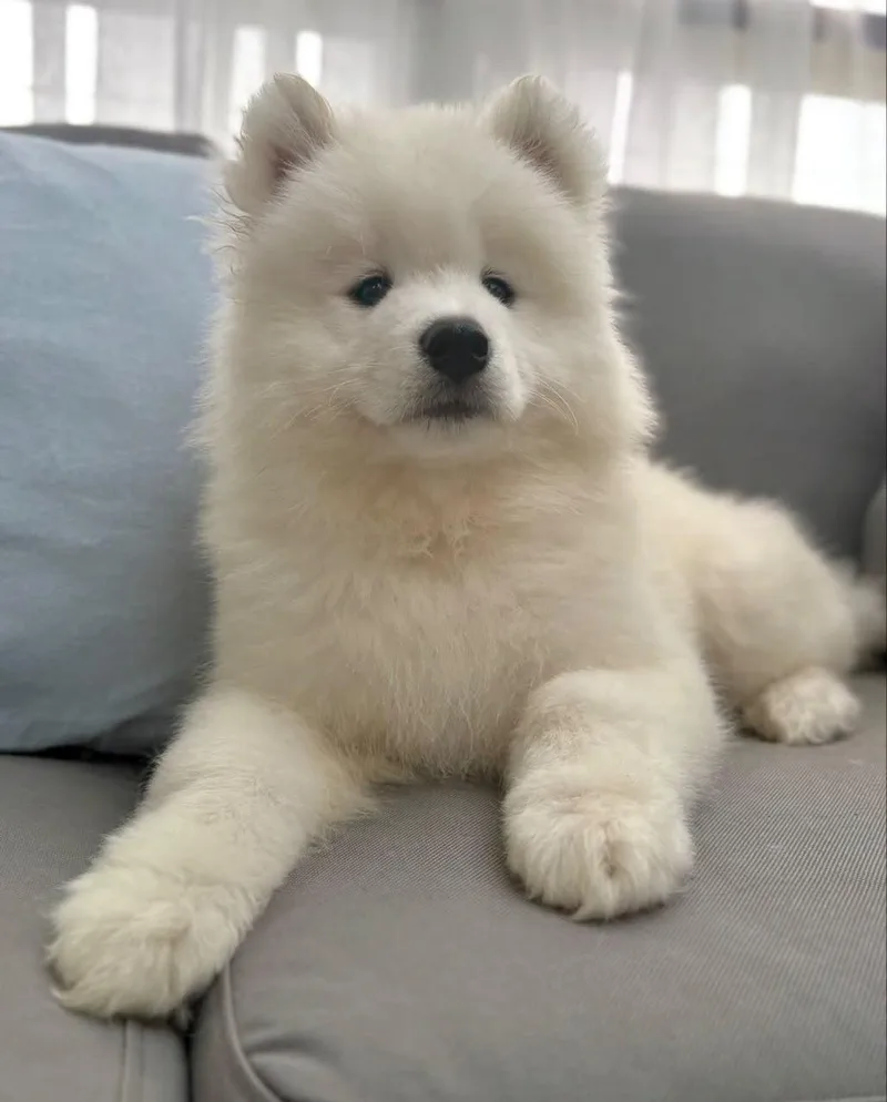 A young medium-sized male Samoyed dog named Tigar for adoption in Reddick, FL