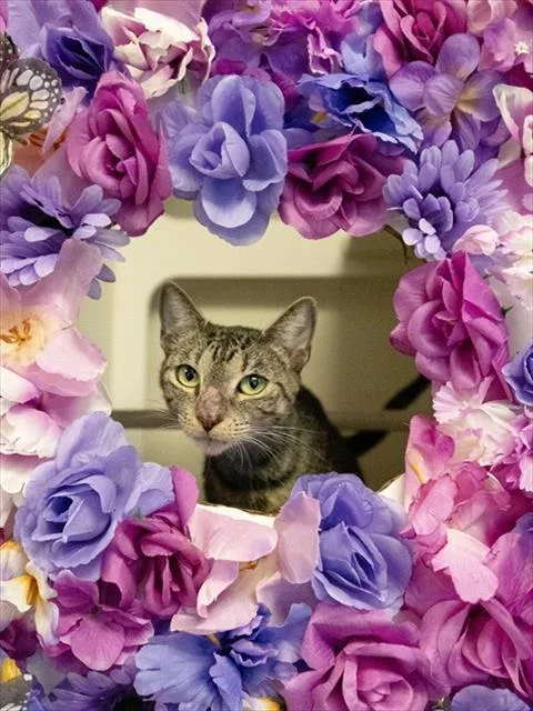 A young small-sized female Domestic Short Hair cat named Mochi for adoption in Miami, FL