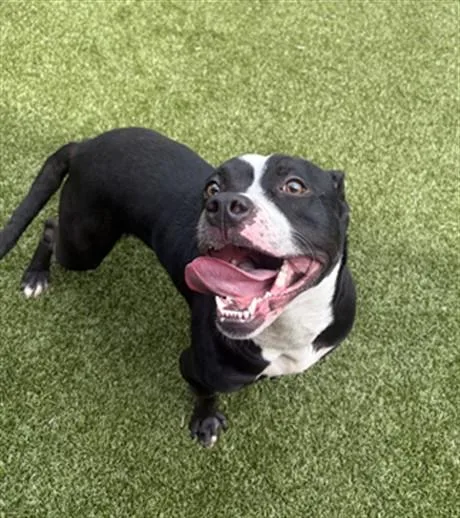 A young medium-sized female Pit Bull Terrier dog named Clarabell for adoption in Toledo, OH