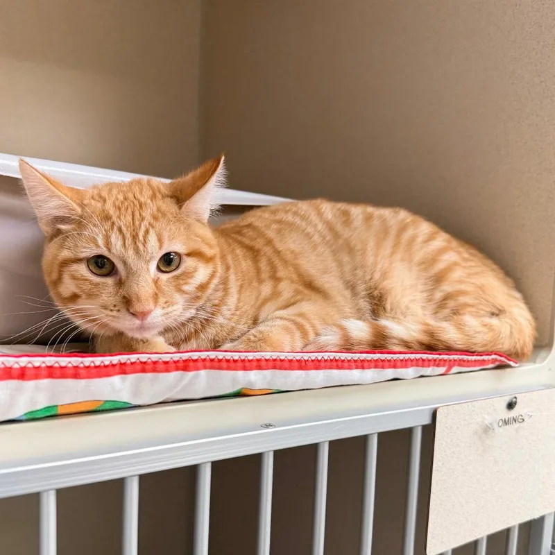A young medium-sized male Orange / Red Domestic Short Hair cat named Daffy for adoption in Great Falls, MT