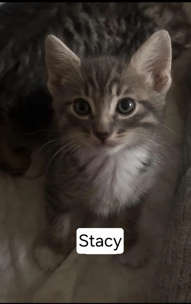 A baby large-sized female Domestic Short Hair cat named Stacy for adoption in San Jacinto, CA