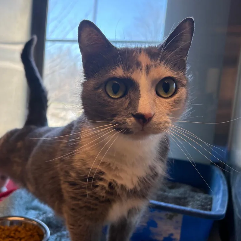 An adult medium-sized female Calico Domestic Short Hair cat named Quinn for adoption in Columbia Station, OH