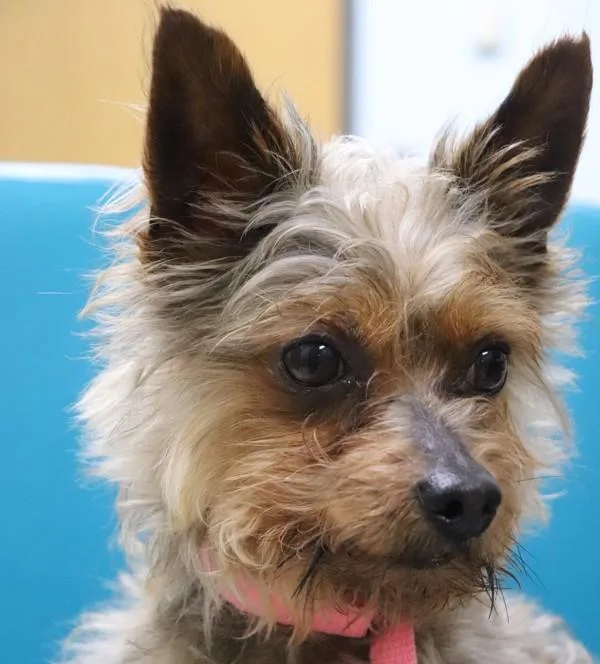An adult small-sized male Yorkshire Terrier dog named Doodlebug for adoption in Sioux City, IA