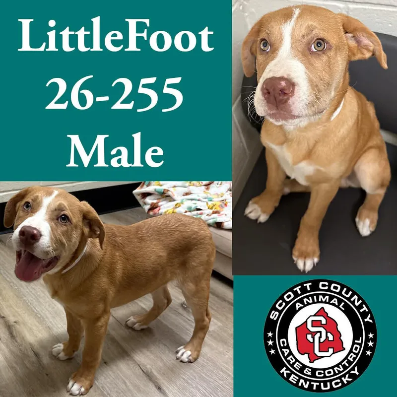 An adult large-sized male Pit Bull Terrier dog named Little Foot for adoption in Georgetown, KY