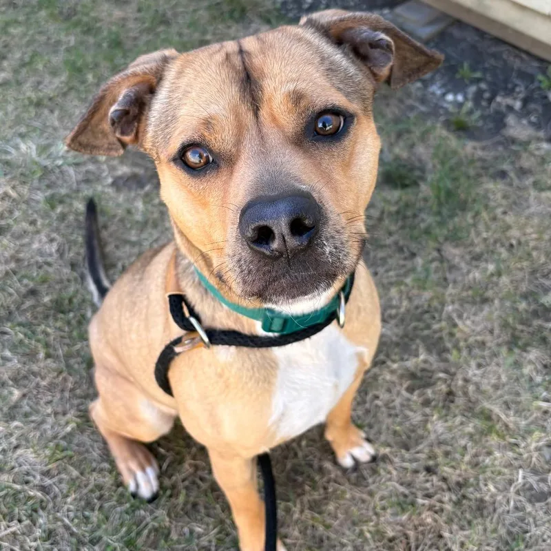 An adult medium-sized male Brown / Chocolate Pit Bull Terrier dog named Skippy Pp for adoption in St Joseph, MO