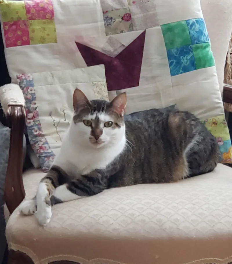 A young medium-sized female Domestic Short Hair cat named Mimi for adoption in Locust Grove, VA