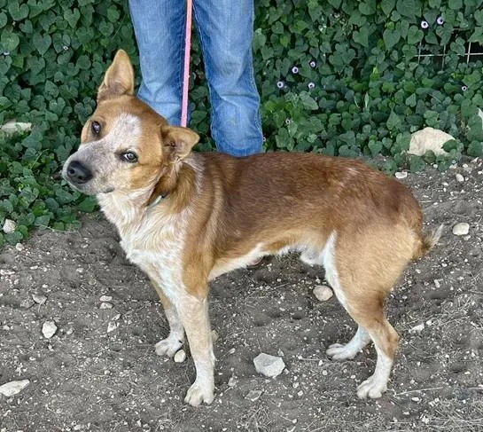 A young medium-sized male Australian Cattle Dog / Blue Heeler dog named Ronan for adoption in Bandera, TX