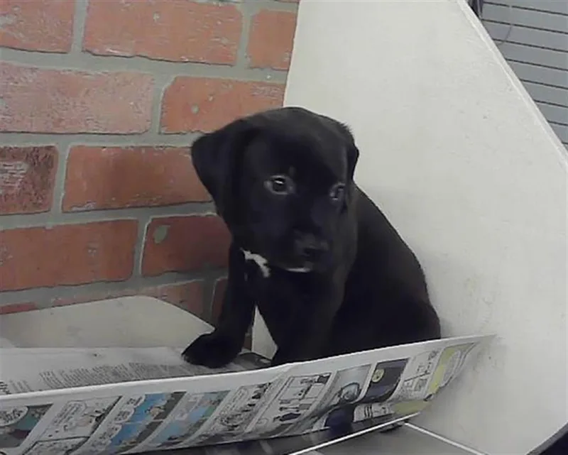 A baby small-sized female Staffordshire Bull Terrier dog named Aveline for adoption in Houston, TX