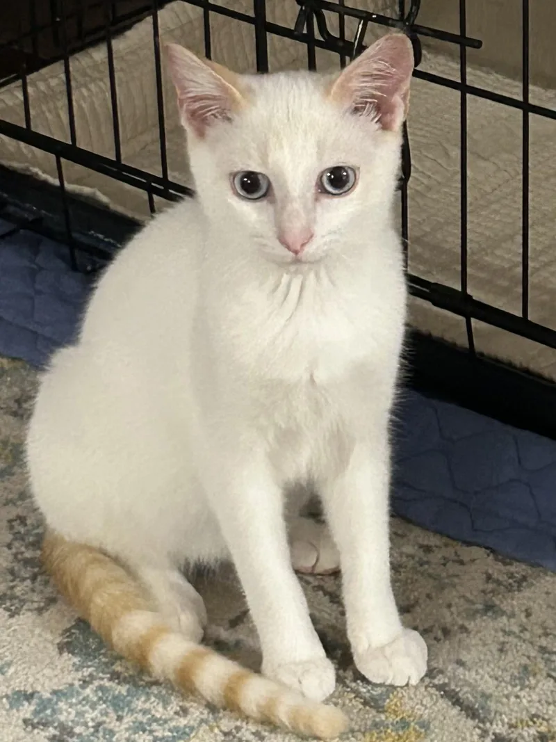 A baby medium-sized male Flame Point Domestic Short Hair cat named Lucas for adoption in Murfreesboro, TN