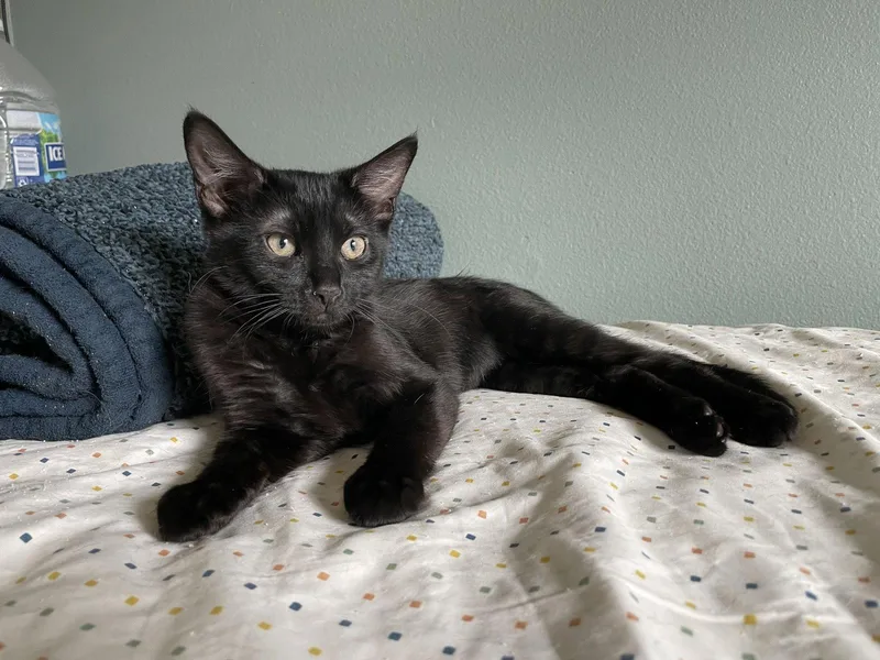 A baby medium-sized female Black Domestic Short Hair cat named Fairy Godmother for adoption in Colorado Springs, CO