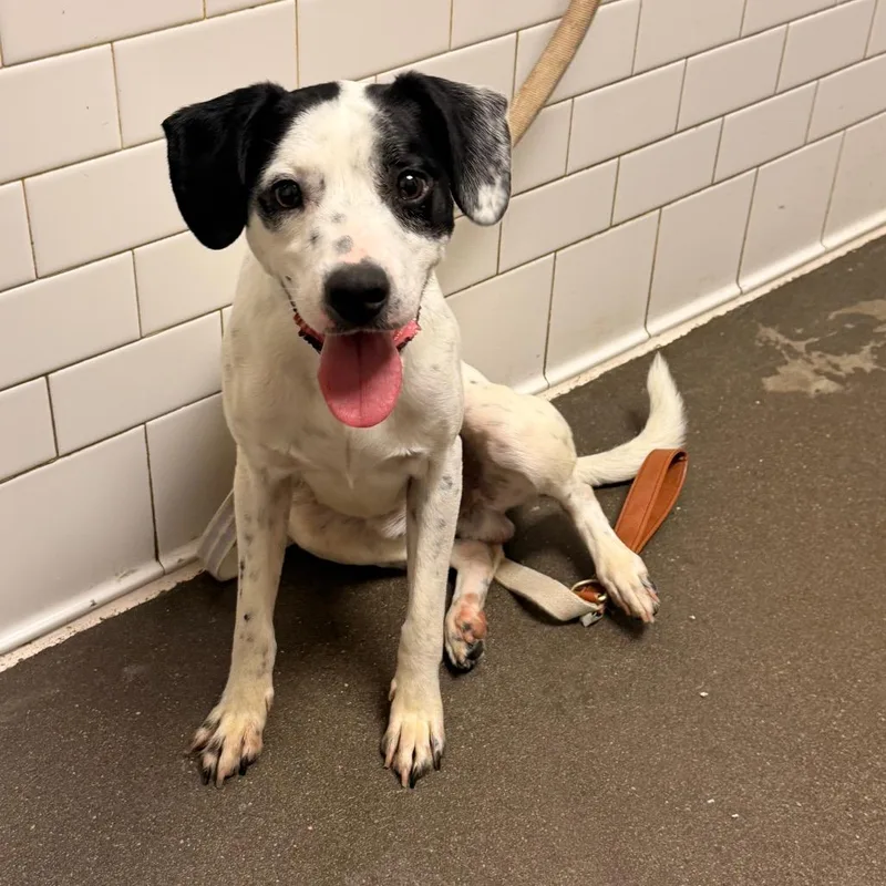 A young small-sized male White / Cream Mixed Breed dog named Sol for adoption in Pittsburgh, PA
