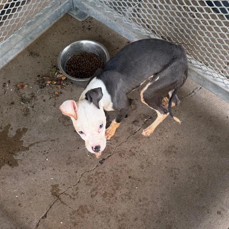 A baby small-sized female Gray / Blue / Silver Mixed Breed dog named Marley for adoption in Lake Jackson, TX