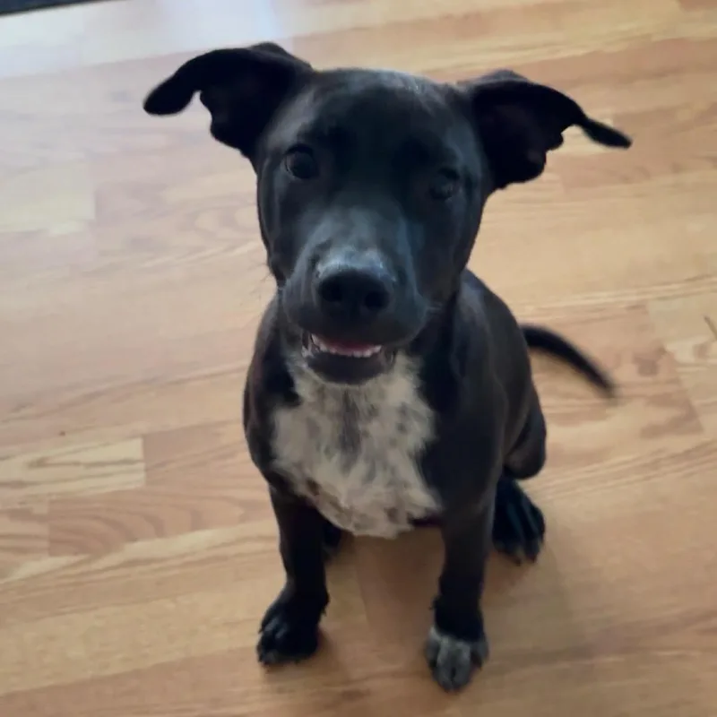 A baby medium-sized female Labrador Retriever dog named Bella for adoption in Cordova, TN