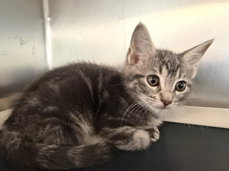 A baby medium-sized female Domestic Short Hair cat named Carmen for adoption in Pomona, NY