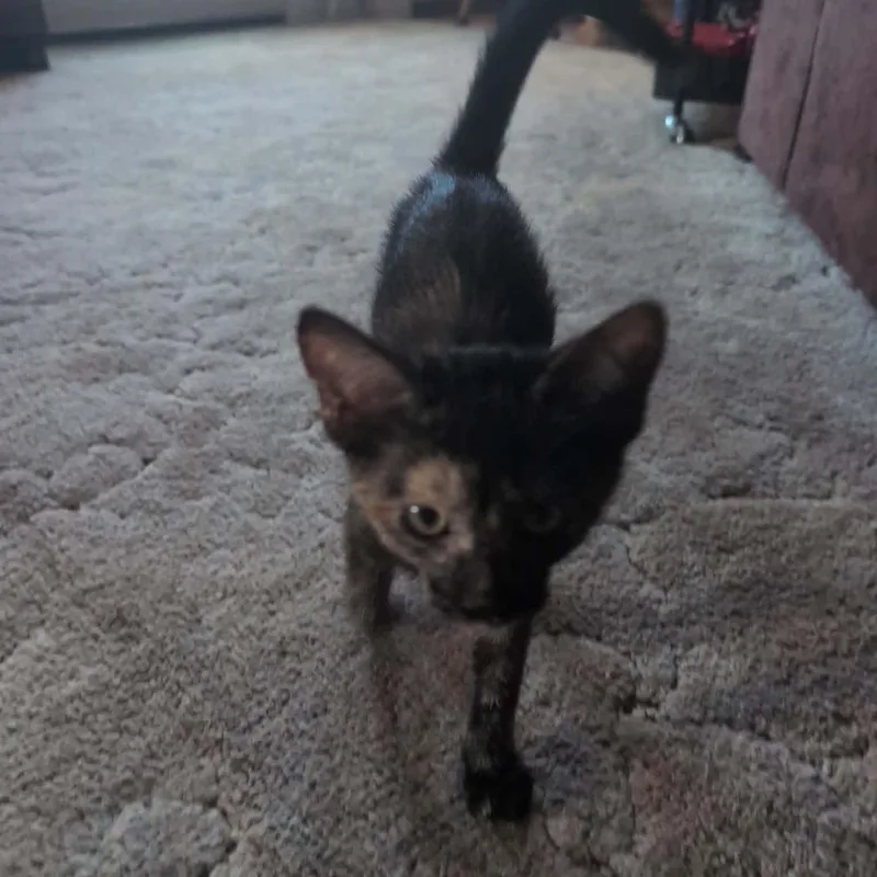A baby small-sized female Tortoiseshell cat named Raven for adoption in Antioch, CA