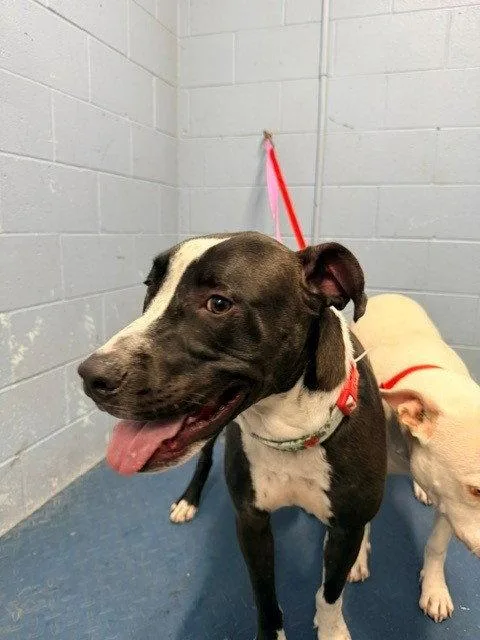 A young large-sized male Pit Bull Terrier dog named Walter for adoption in Woodland, CA