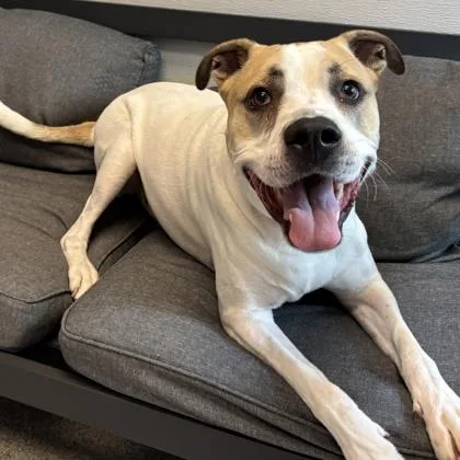 An adult medium-sized male White / Cream Mixed Breed dog named Ruckus for adoption in Lansing, MI