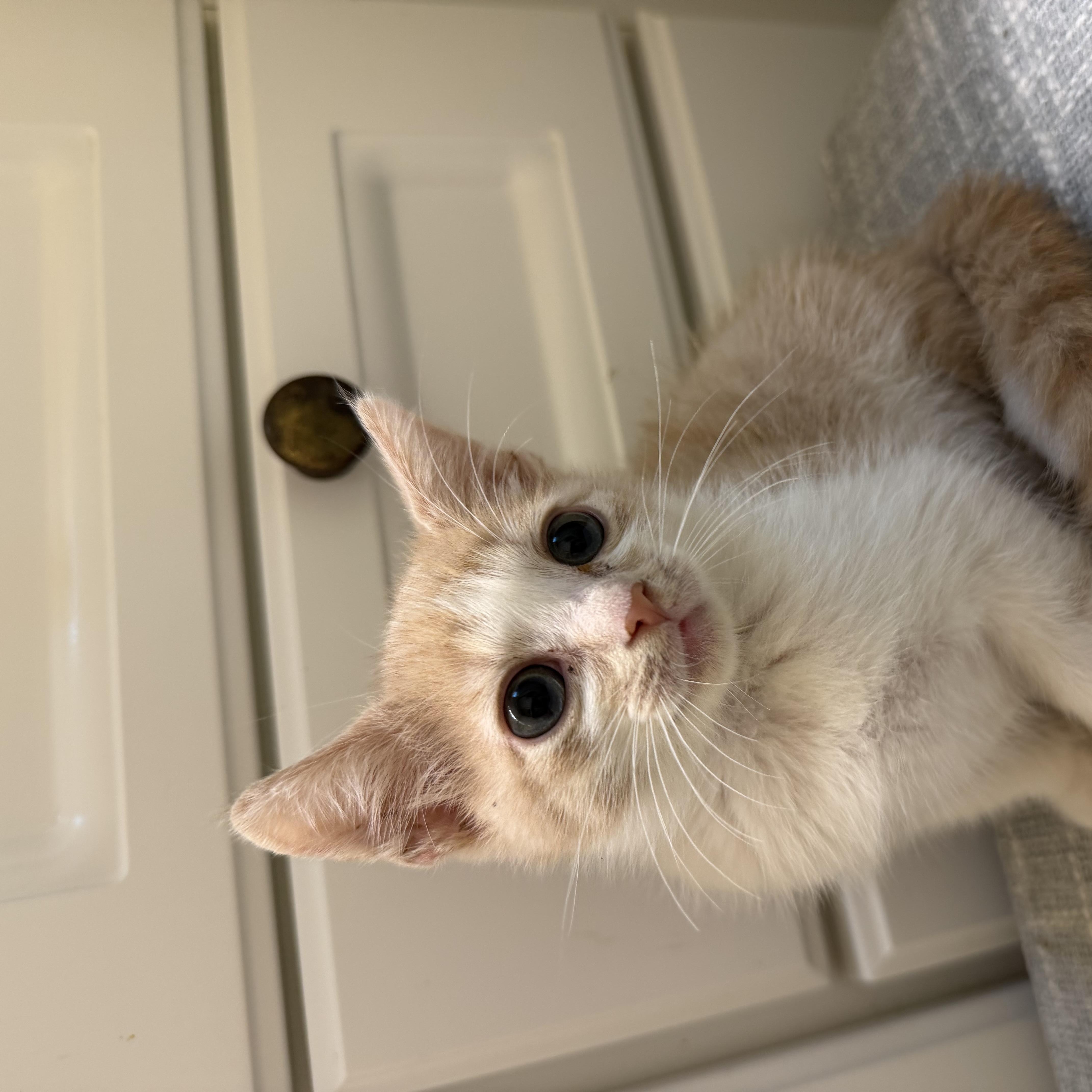 A baby medium-sized male Buff / Tan / Fawn Domestic Short Hair cat named Bucky for adoption in jacksonville, FL
