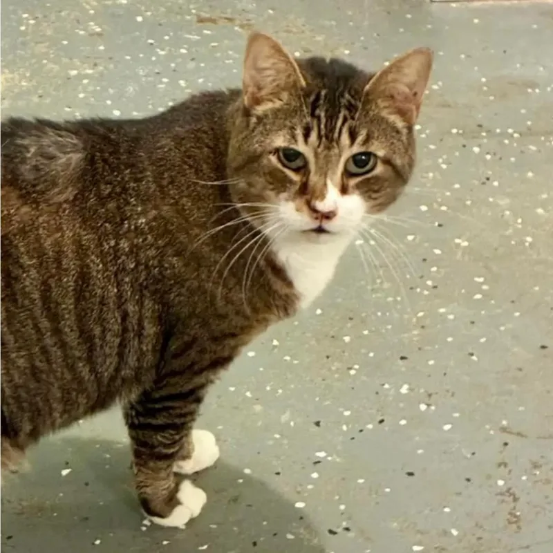 An adult large-sized male Domestic Short Hair cat named Denny for adoption in Queenstown, MD