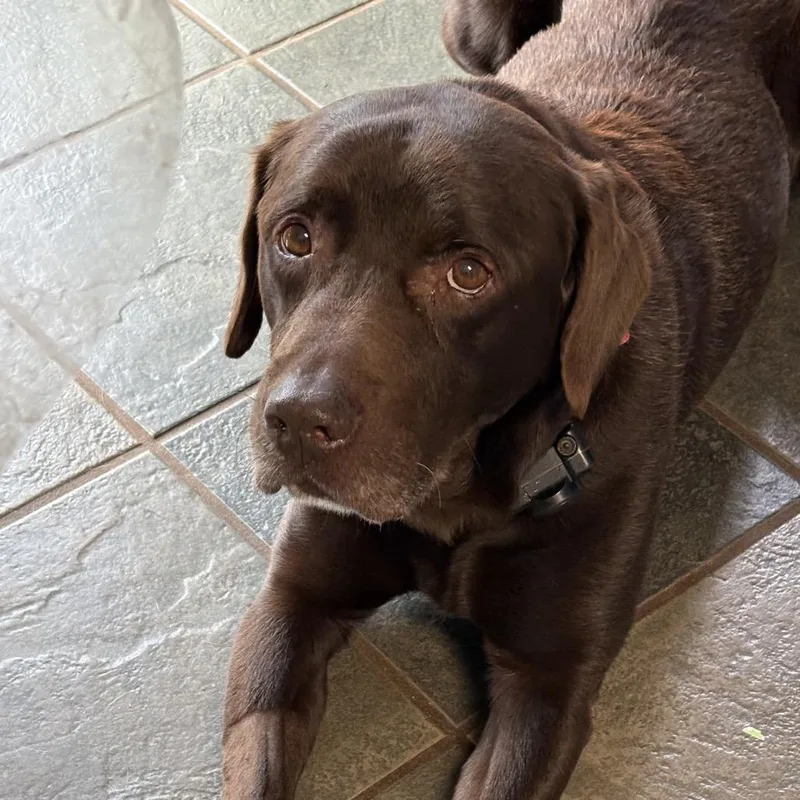 Sammy
