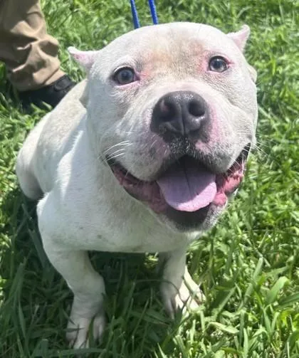 An adult medium-sized male Mixed Breed dog named Buzz Lightyear fka Dog for adoption in West Chester, PA