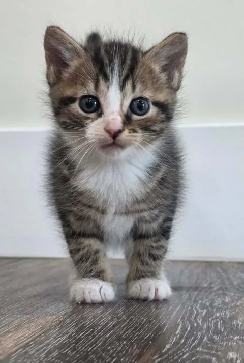 A baby medium-sized male Tabby (Brown / Chocolate) Domestic Short Hair cat named Authentic for adoption in New York, NY