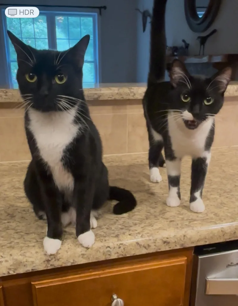A young medium-sized female Domestic Short Hair cat named Elsa for adoption in Richmond, VA