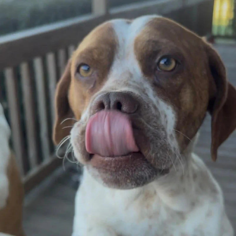 An adult medium-sized female Brown / Chocolate Mixed Breed dog named Elle for adoption in Elyria, OH