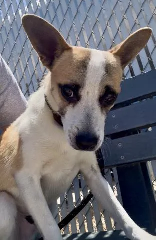 A young medium-sized male Chihuahua dog named Hendrick for adoption in Bakersfield, CA