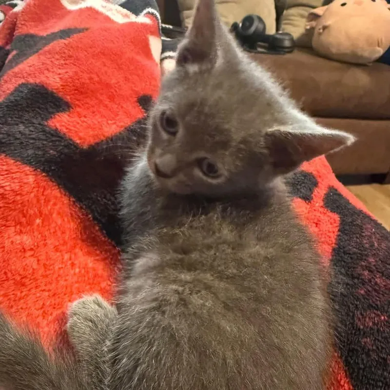 A baby small-sized male Gray / Blue / Silver Domestic Short Hair cat named Topaz for adoption in Harrisonburg, VA