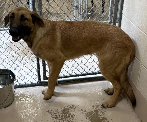 A young large-sized male Shepherd dog named Pen  Hamond for adoption in Lawrenceville, GA