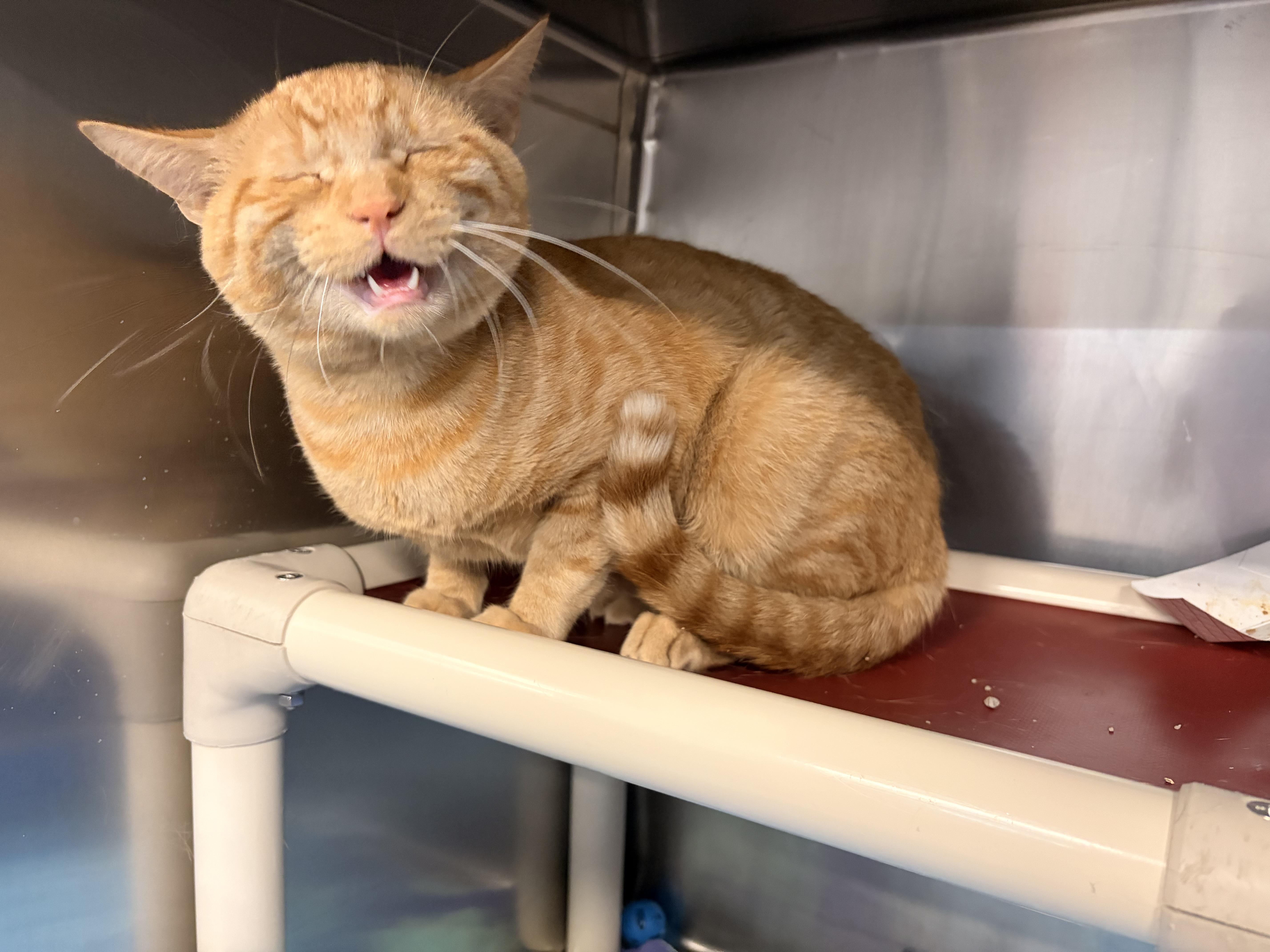 A young medium-sized male Tabby (Orange / Red) Domestic Short Hair cat named Toluse for adoption in Saint Charles, MO